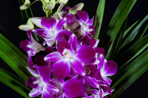 Beautiful Purple Orchid Full Bloom — Stock Photo, Image