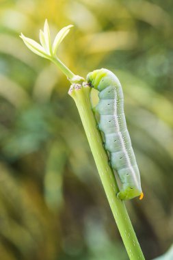Ağaç dallarına yeşil solucan tırmanıyor..