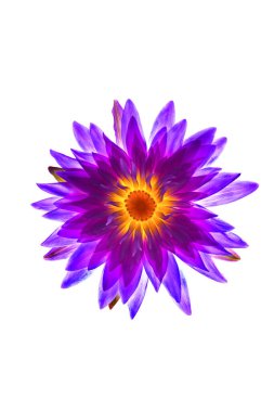 Beyaz arkaplanda mor nilüfer çiçeği 