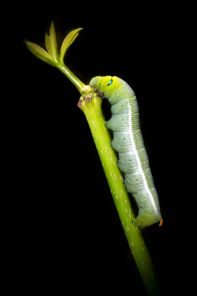 Green Worm Isolated Black Background — Stock Photo, Image