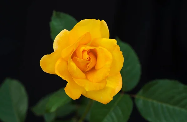 Rose Jaune Isolée Sur Fond Noir — Photo