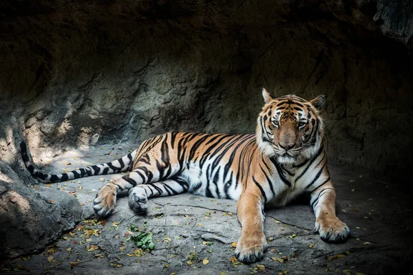 Tigre Mentiroso Perto Entrada Sua Caverna — Fotografia de Stock