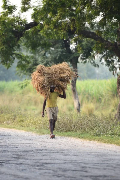 Bodhgaya, INDIA - november 02 : An unidentified farmer carries rice from the farm home on November 02, 2014 in Bodhgaya, India. This is the main shipping method farmers