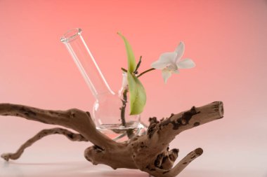 Sigara karşıtı kompozisyon orkide, su, nargile, ahşap şube ve degrade renkli arka plan üzerinde kum.