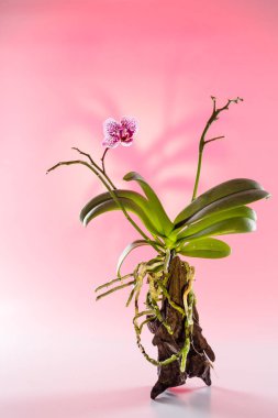 Doğal ağaç büyüyen güzel orkide çiçek.