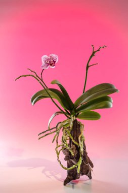 Doğal ağaç büyüyen güzel orkide çiçek.