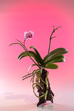 Doğal ağaç büyüyen güzel orkide çiçek.