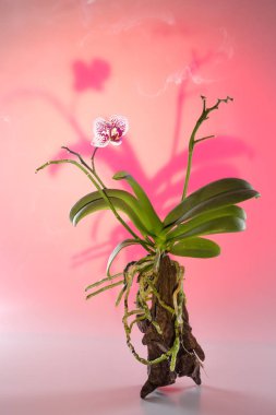 Haze tarafından çevrili doğal ağaç büyüyen güzel orkide çiçek.