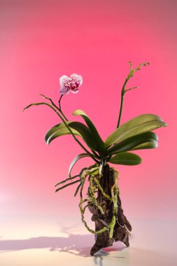 Doğal ağaç büyüyen güzel orkide çiçek.