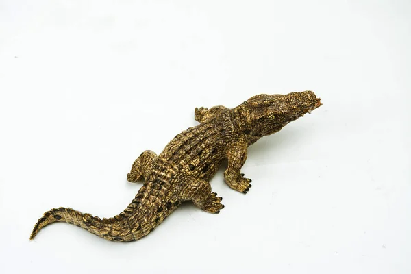 Crocodile White Background — Stock Photo, Image