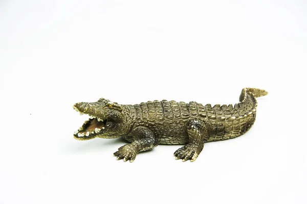 Crocodilo Sobre Fundo Branco Imagens Royalty-Free