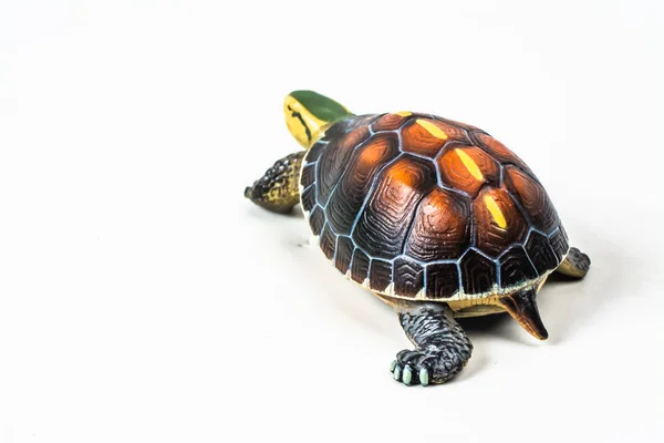 Beyaz Zemin Üzerinde Kaplumbağa — Stok fotoğraf