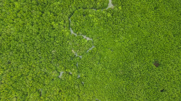 Paisagem Vista Aérea Árvore Floresta Krabi Thailan — Fotografia de Stock