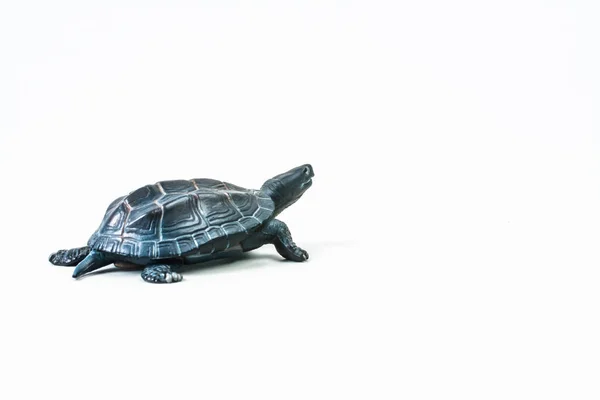 白背海龟 — 图库照片