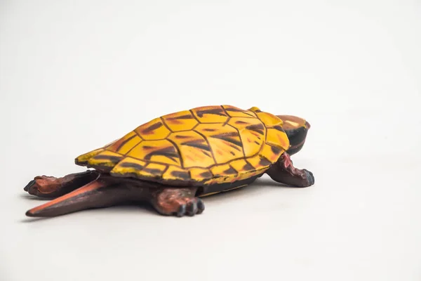 Черепаха Белом Фоне — стоковое фото