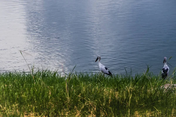Aziatische Open Bill Foerageren Oever Met Groen Gras Water Oppervlak — Stockfoto