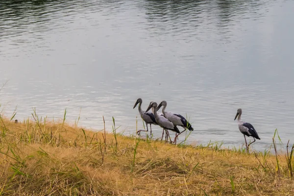 Aziatische Open Bill Foerageren Oever Met Groen Gras Water Oppervlak — Stockfoto