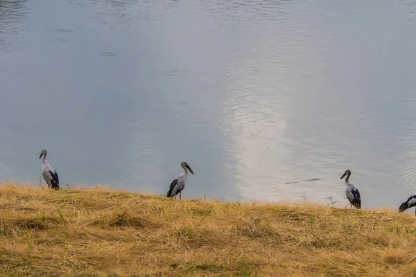 Aziatische Open Bill Foerageren Oever Met Groen Gras Water Oppervlak — Stockfoto