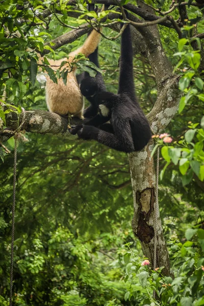 Gibbon Árvore — Fotografia de Stock