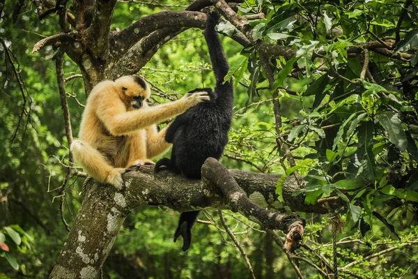 Gibbon Árvore — Fotografia de Stock