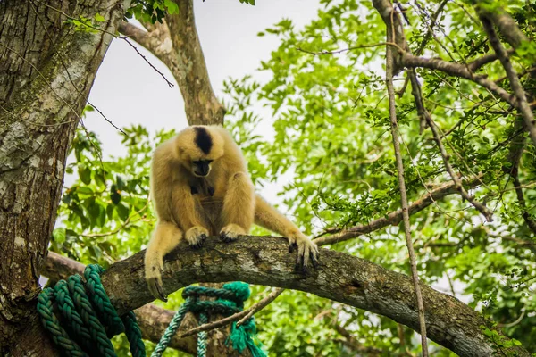 Gibbon Sur Arbre — Photo