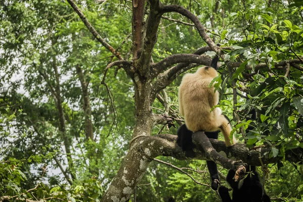 Gibbon Sur Arbre — Photo