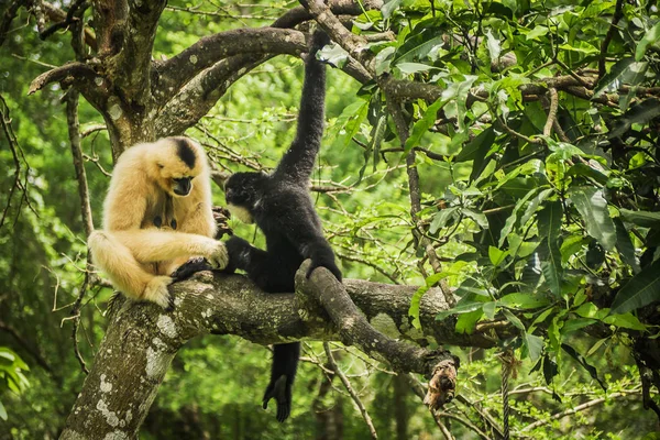 Gibbon Árvore — Fotografia de Stock