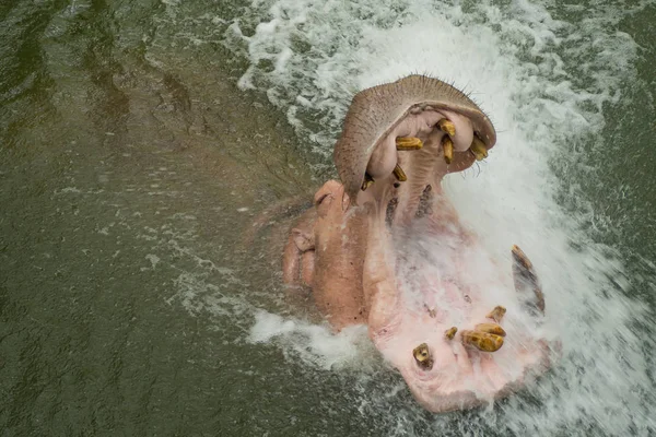 Hippopotame Dans Eau — Photo