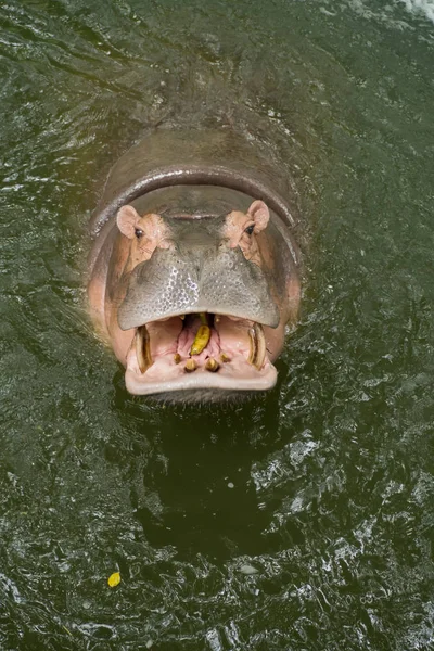 Hippopotame Dans Eau — Photo