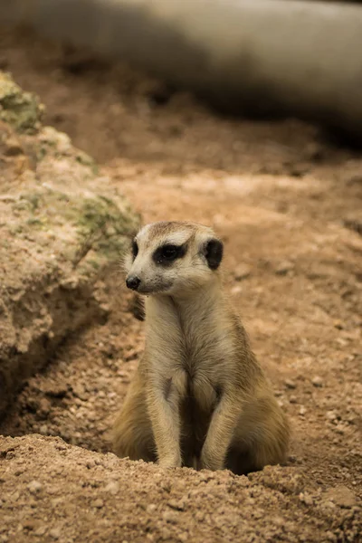 Meerkat Sitting Sand — Stock Photo, Image