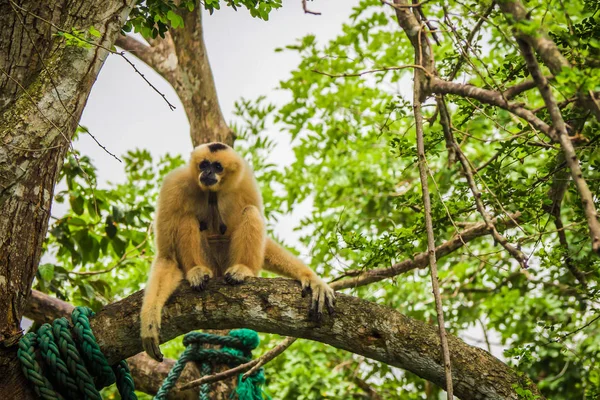 Gibbon Sur Arbre — Photo