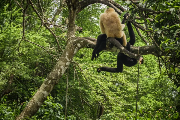 Gibbon Sur Arbre — Photo