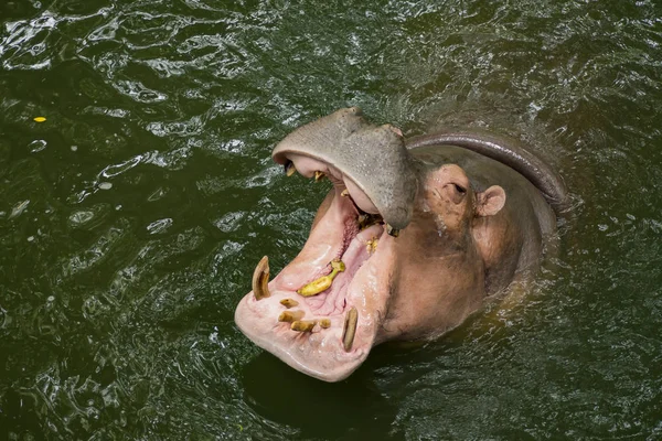 Hippopotame Dans Eau — Photo