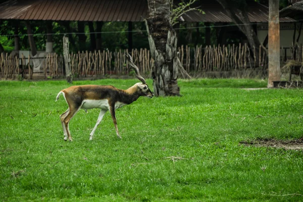 Красивый Блэкбук Antilope Cervipapra — стоковое фото
