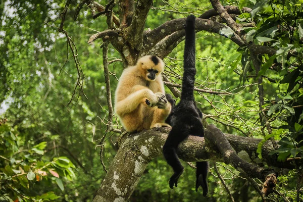 나무에 긴팔원숭이 — 스톡 사진