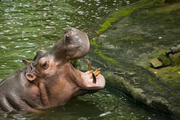Hippopotame Dans Eau — Photo