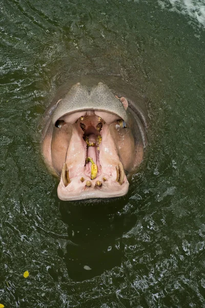 Hippopotame Dans Eau — Photo