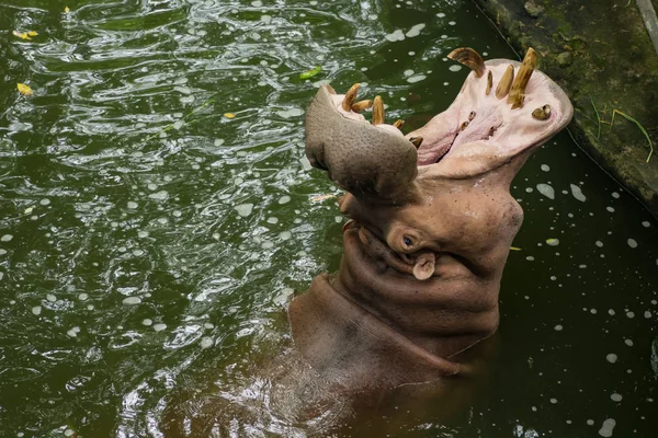Hipopótamo Agua —  Fotos de Stock