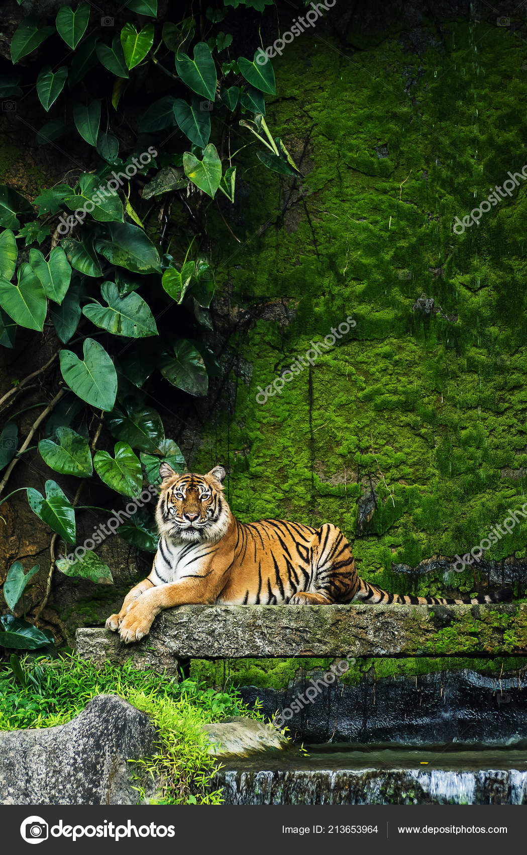 ベンガルの虎の森 ストック写真 C Meenstockphoto Gmail Com