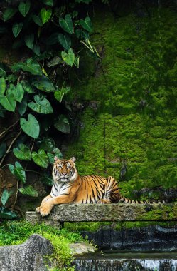 Bengal Tiger in forest . clipart