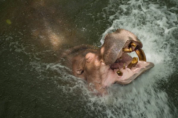 Hipopótamo Agua — Foto de Stock