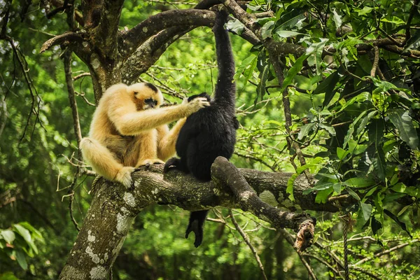 Gibbon Sur Arbre — Photo