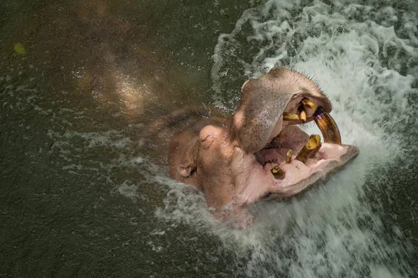 Hipopótamo Água — Fotografia de Stock