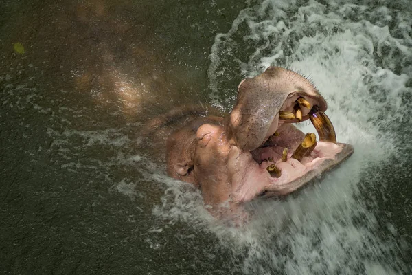 Hippopotame Dans Eau — Photo