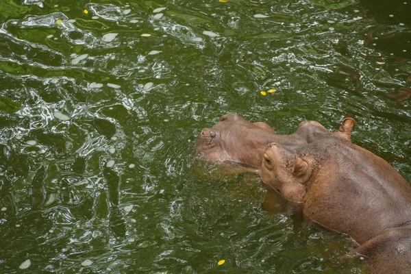 Hippopotame Dans Eau — Photo