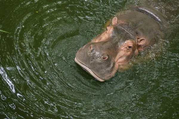 Hippopotame Dans Eau — Photo