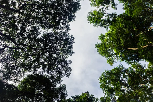 Los Árboles Verdes Parte Superior Del Bosque — Foto de Stock