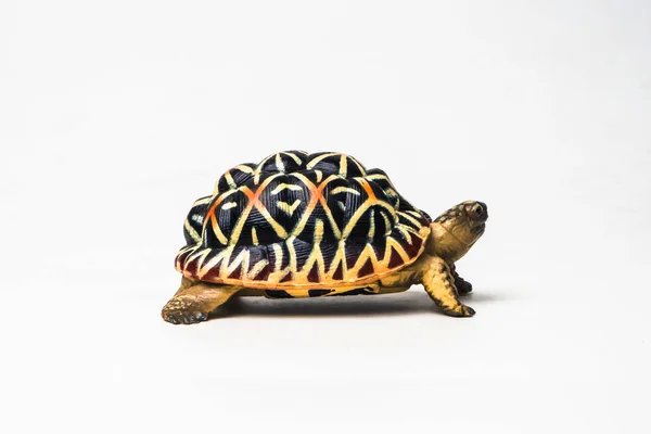 Черепаха Белом Фоне — стоковое фото