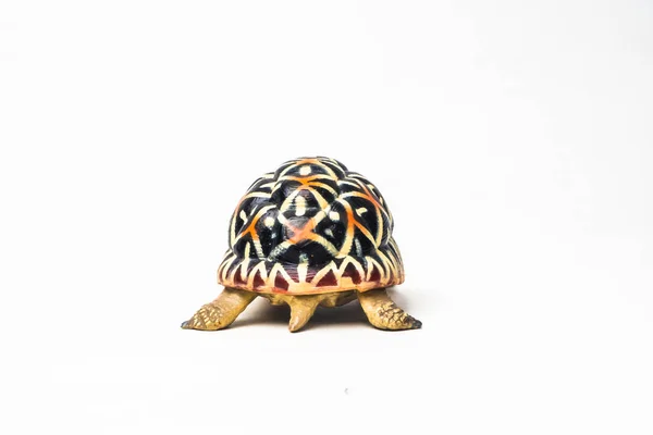 Beyaz Zemin Üzerinde Kaplumbağa — Stok fotoğraf
