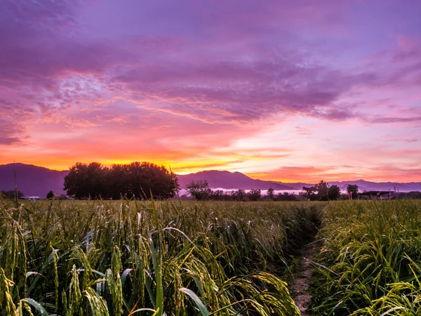 Campo Arroz Paddy Paisaje Con Cielo Crepúsculo Tiempo — Foto de Stock